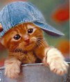 /album/fotogalerij/schattig-poesje-jpg/